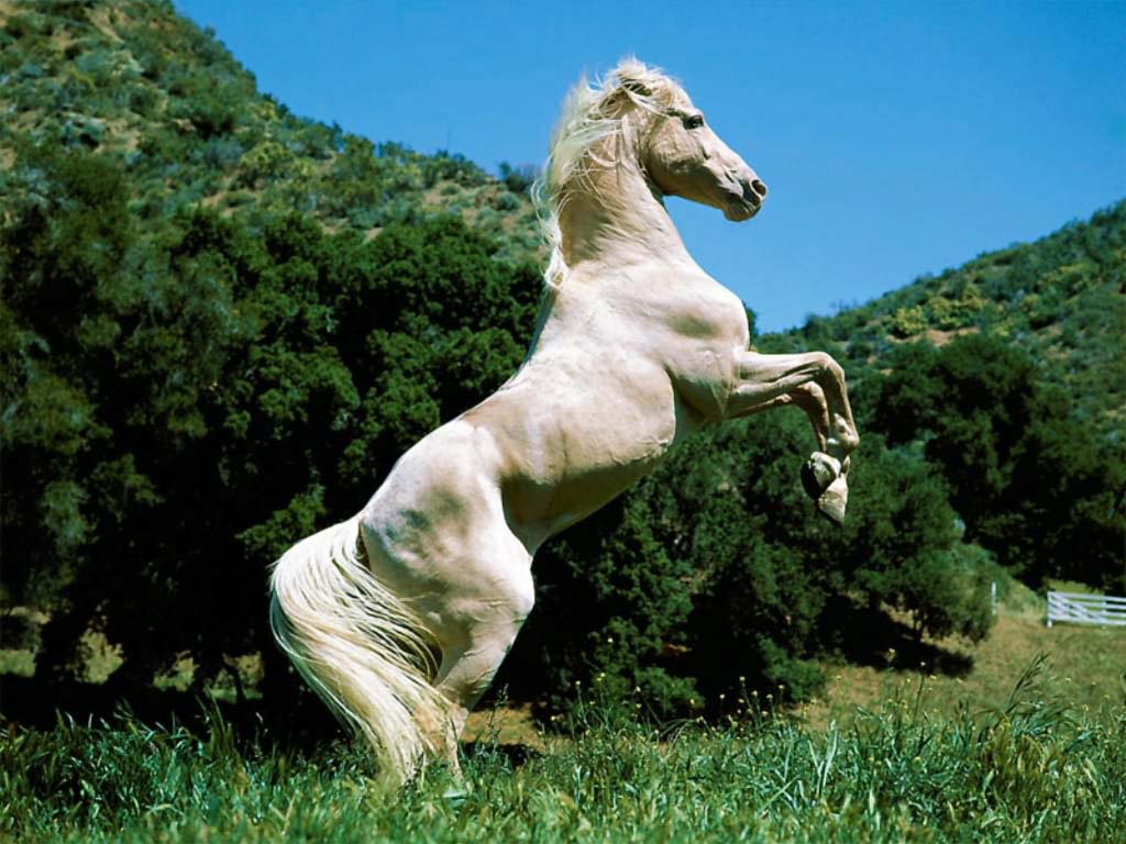 cheval2.jpg