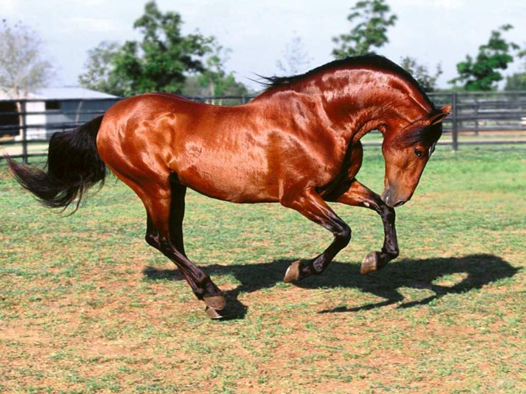 cheval3.jpg