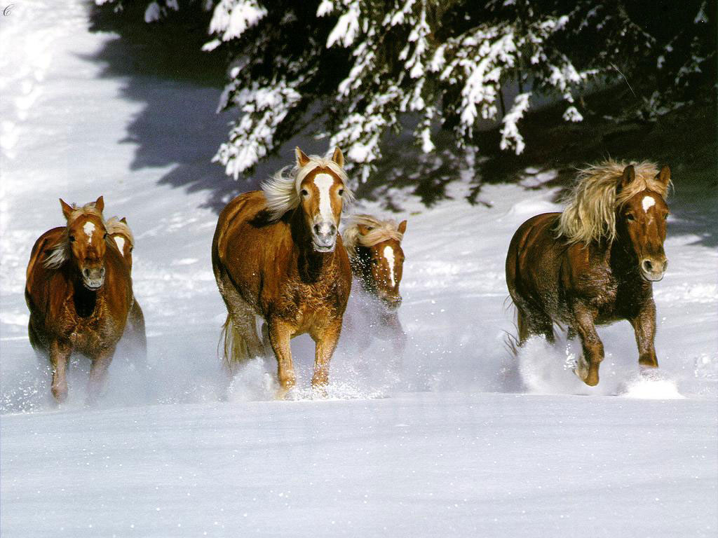 cheval4.jpg
