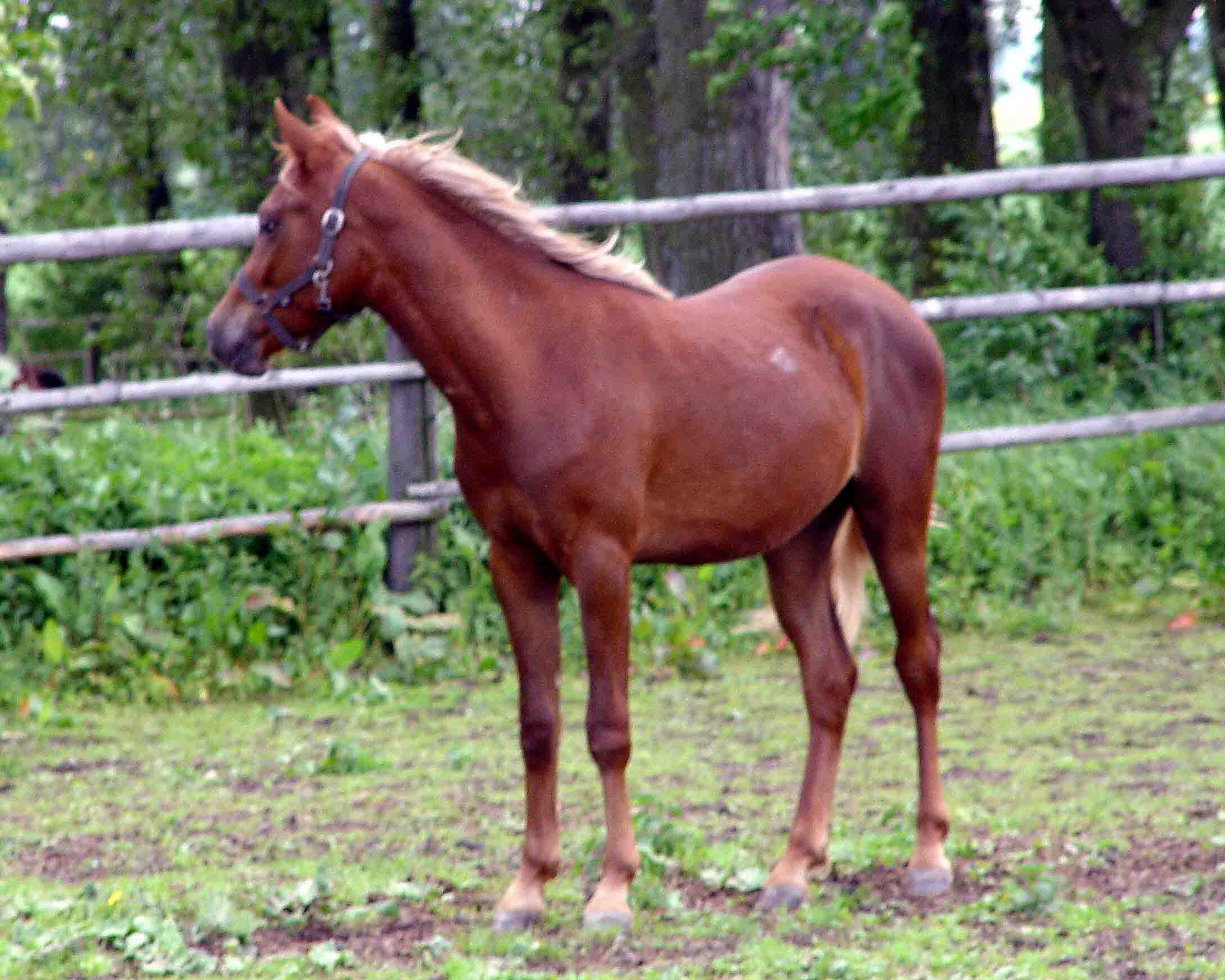 hříbě.jpg