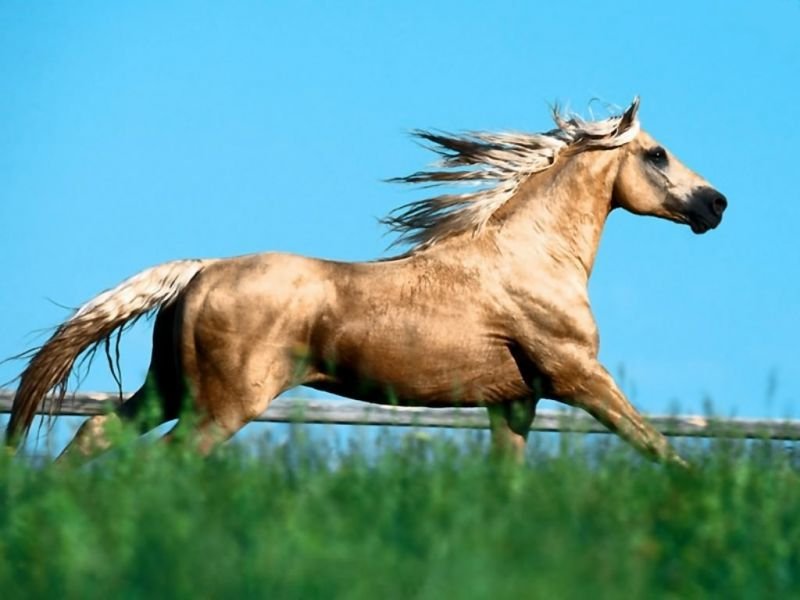 cheval1.jpg